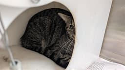 Muffin image 1