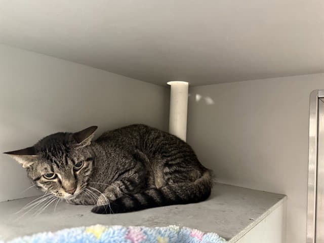 Muffin - Domestic Short Hair