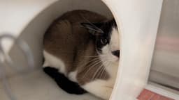 Mocha image 1