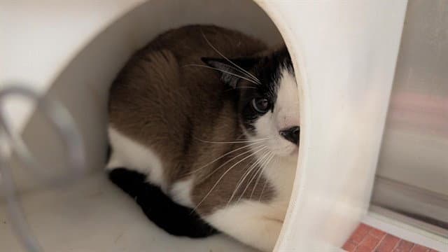 Mocha - Domestic Short Hair