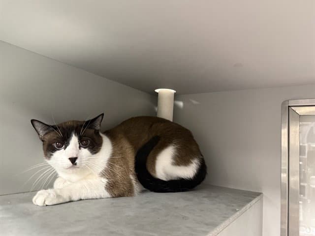 Mocha - Domestic Short Hair