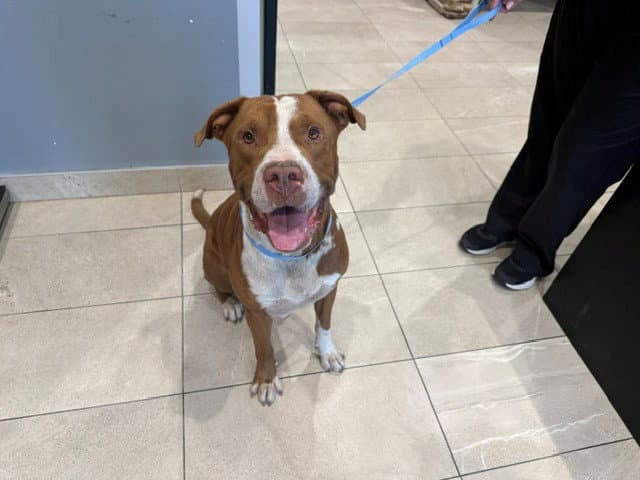Bently - Pit Bull Terrier