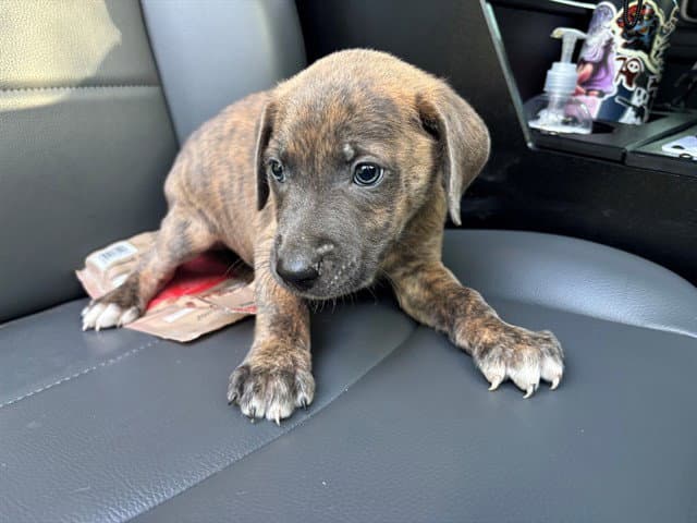 Sprout - Pit Bull Terrier