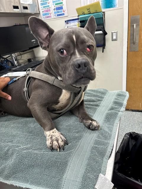 Rosco - French Bulldog