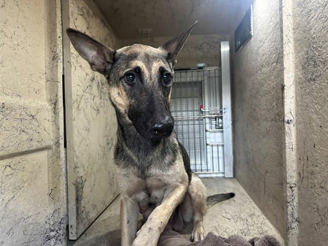 Lily Pad - German Shepherd Dog