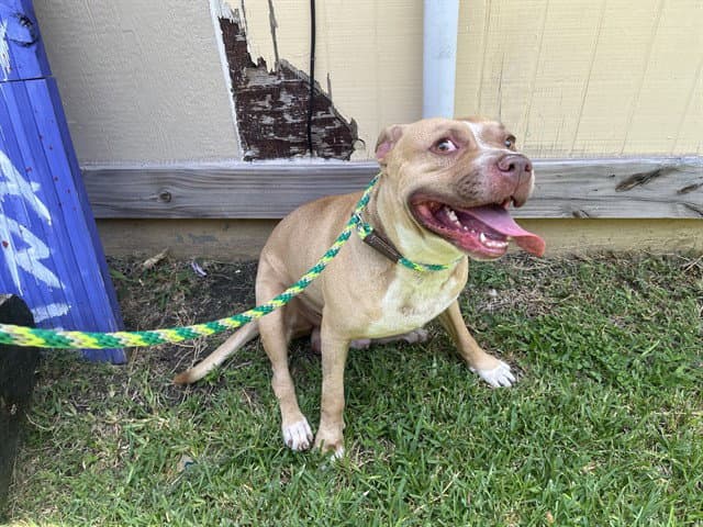 Carlos - American Pit Bull Terrier