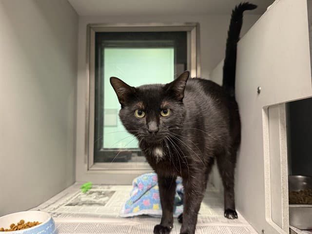 Bourbon - Domestic Short Hair