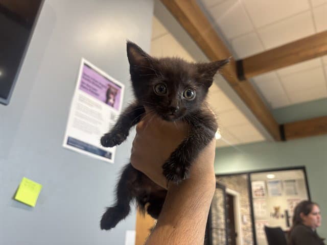 Bobster - Domestic Short Hair