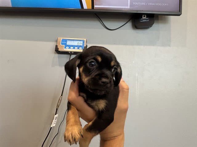 Ross - Chihuahua
