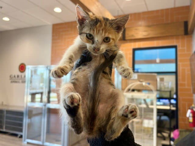 Ria - Domestic Short Hair