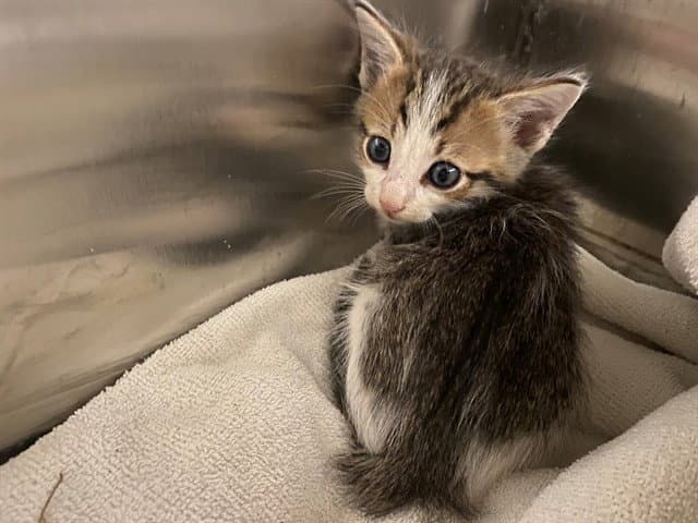 Lily - Domestic Short Hair
