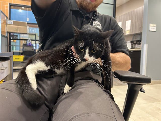 Chancla - Domestic Short Hair