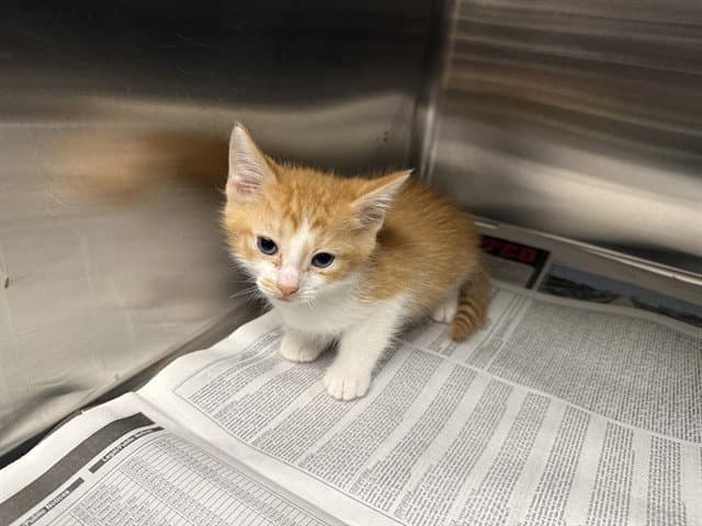 Wyoming - Domestic Short Hair