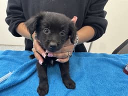 Gizmo image 1