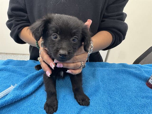 Gizmo - Pomeranian