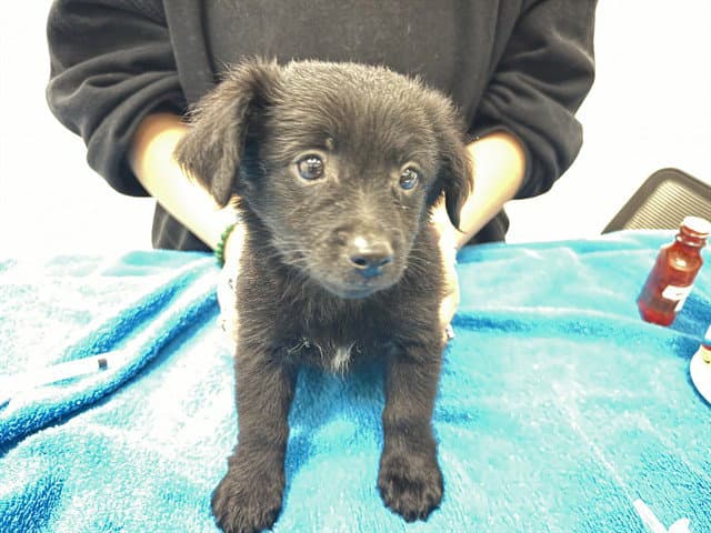 Gary - Pomeranian