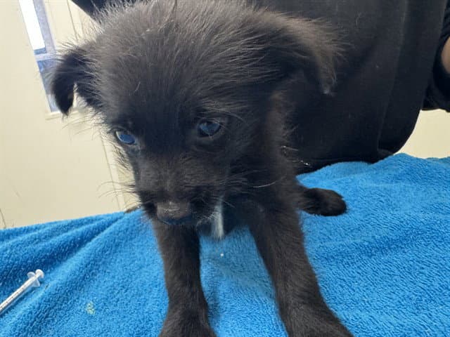 Gilbert - Pomeranian