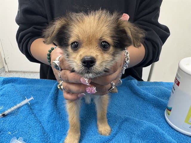 Glenda - Pomeranian