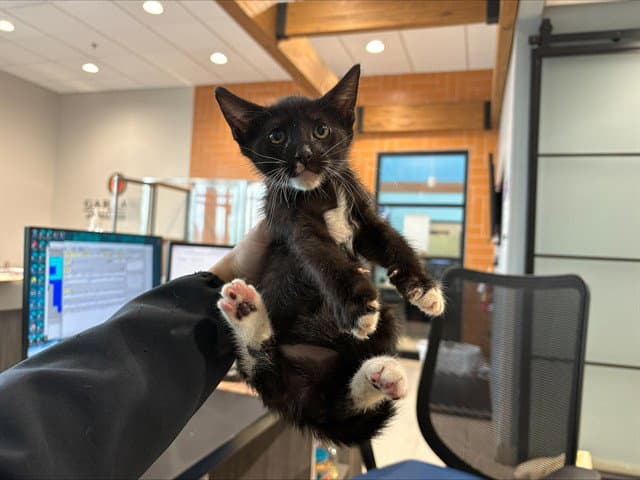 Oliver - Domestic Short Hair