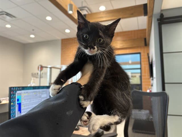 Rico - Domestic Short Hair