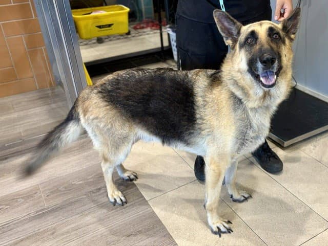 Sarge - German Shepherd Dog