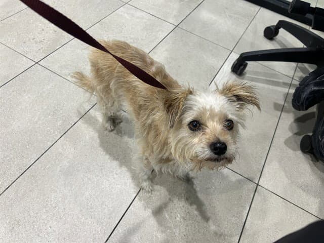 Blueberry Muffin - Yorkshire Terrier Yorkie
