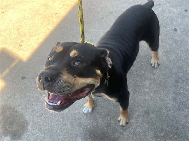 Ricky - Rottweiler