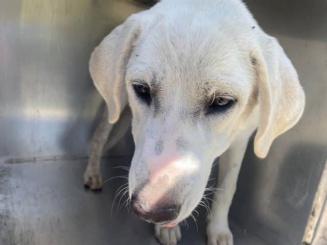 Marshmellow - Labrador Retriever