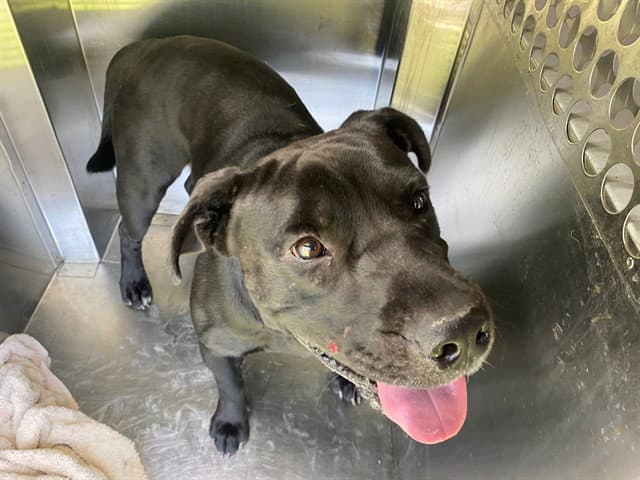 Freddy - Pit Bull Terrier