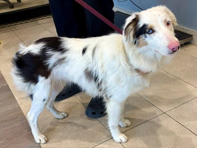 Iris - Australian Shepherd