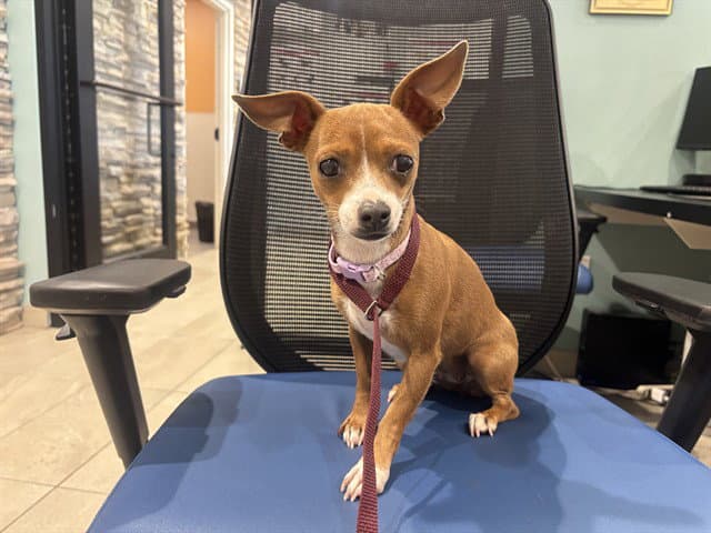 Chiquitina - Chihuahua