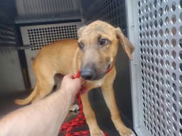 Pupplo image 1