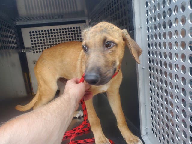 Pupplo - German Shepherd Dog
