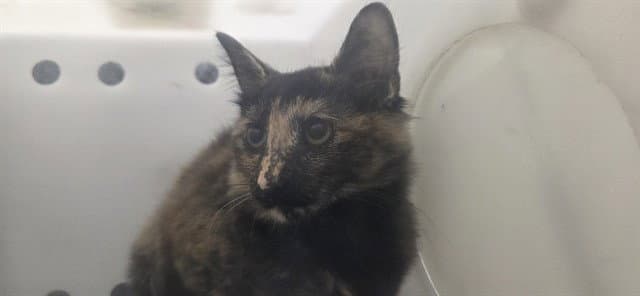 Chara - Domestic Medium Hair