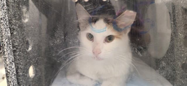Pringle - Domestic Short Hair