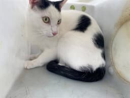 Pippy image 1