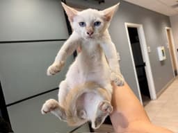 Tofu image 1
