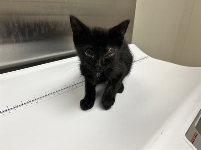 Mike - Domestic Short Hair