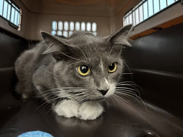 Mullet - Domestic Short Hair