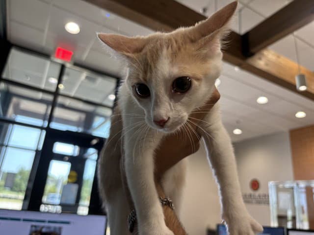 Hope - Domestic Short Hair