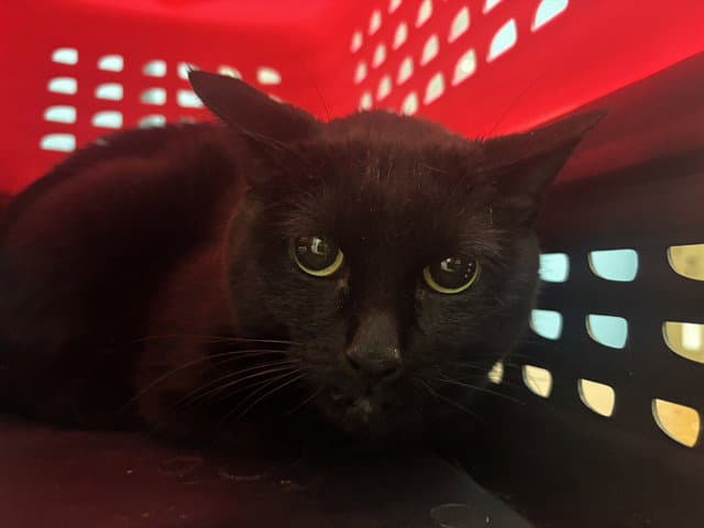 Cinderella - Domestic Short Hair