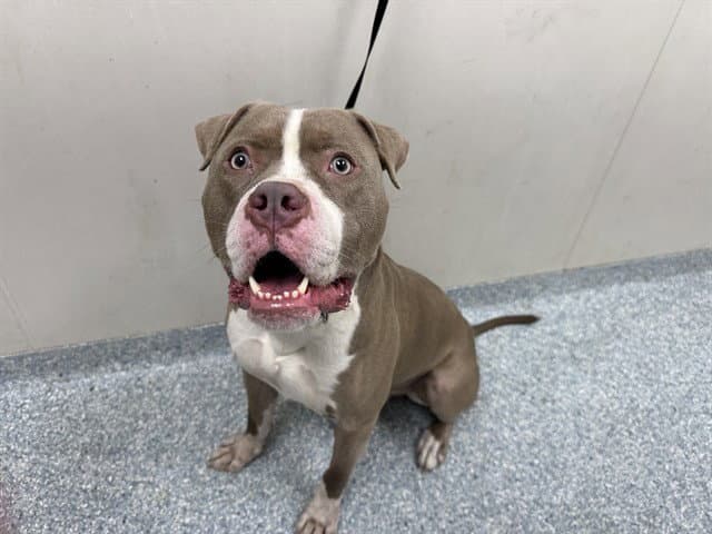 Goofy - Pit Bull Terrier