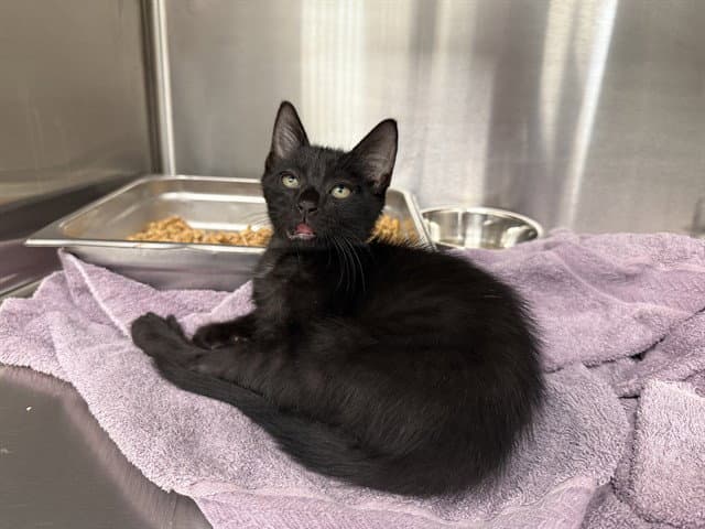 Sweetgum - Domestic Short Hair