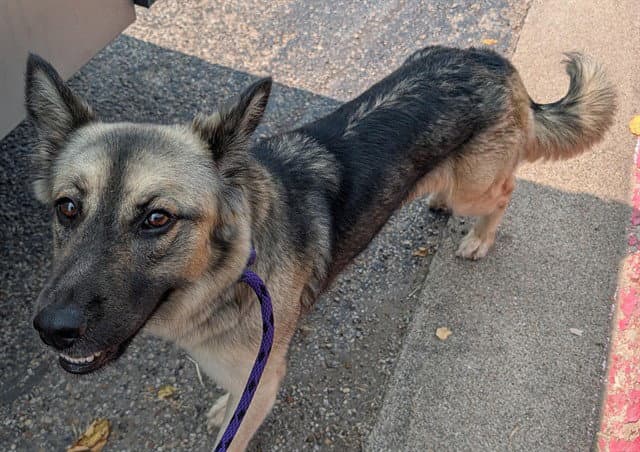 Baybe - German Shepherd Dog