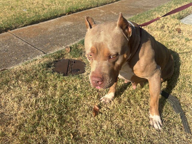 Karma - Pit Bull Terrier