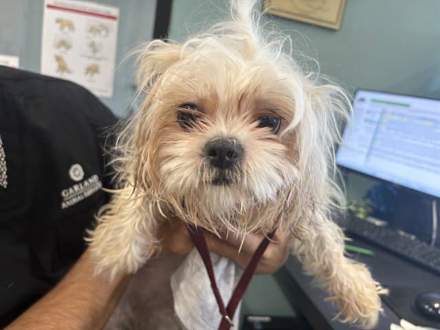 Mimi - Shih Tzu
