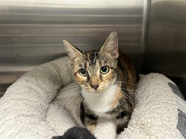 Rainbow - Domestic Short Hair