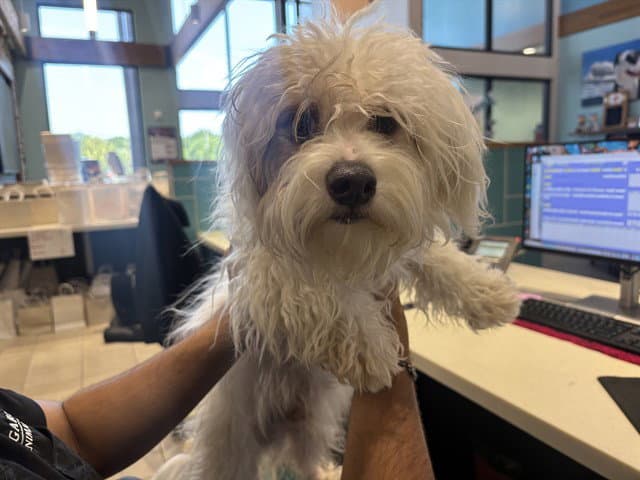 Bonkers - Maltese