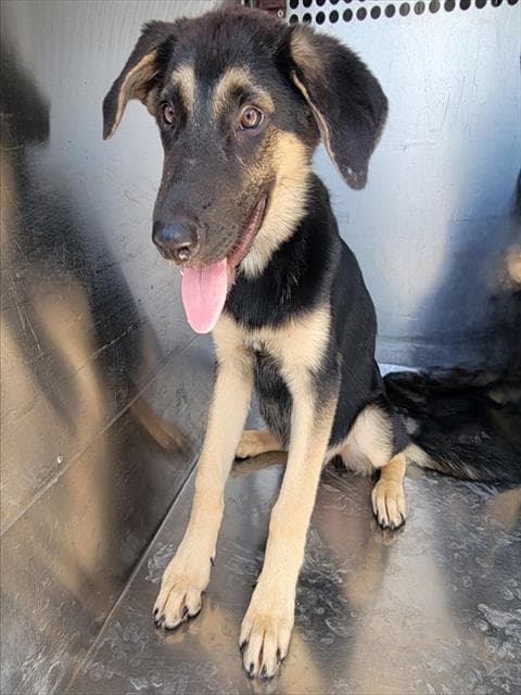 Cielo - German Shepherd Dog