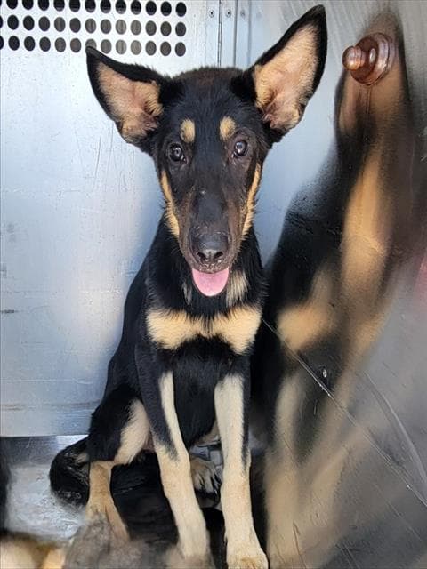 Nubes - German Shepherd Dog